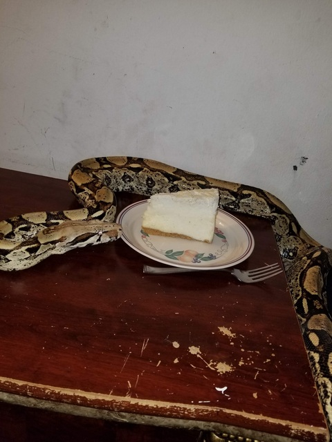 cakesnsnake onlyfans leaked picture 1