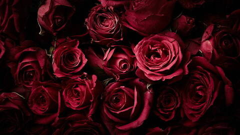 Header of champagne_roses